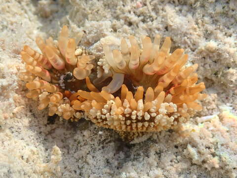 Image of red warty anemone