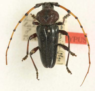 Image of <i>Andraegoidus laticollis</i> Tippmann 1953