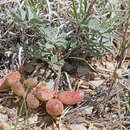 Sivun Astragalus chamaeleuce var. chamaeleuce kuva