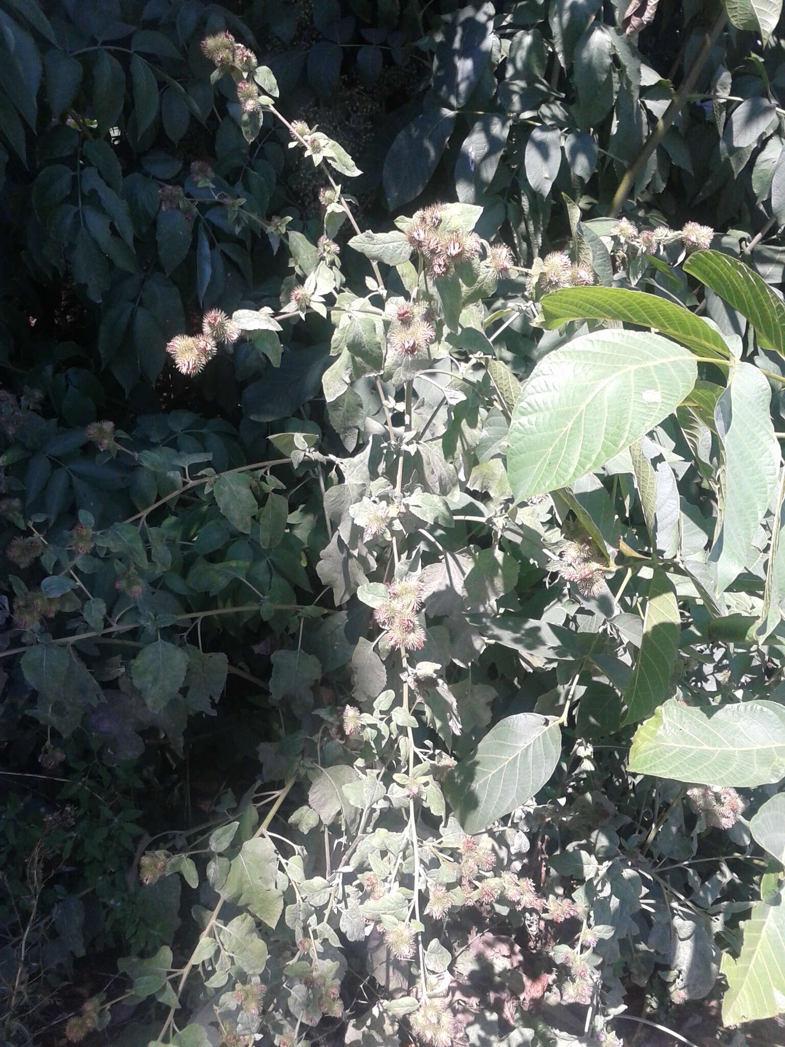 Sivun Arctium maassii (M. Schultze) Rouy kuva