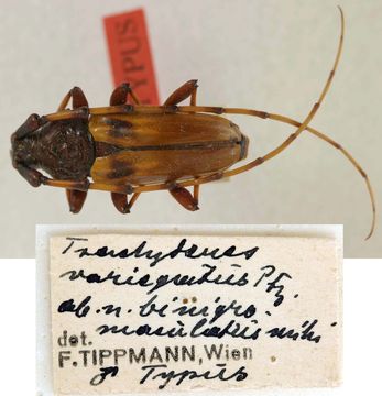 Image of <i>Andraegoidus variegatus</i> (Perty 1832)