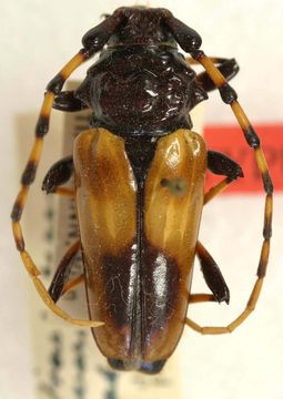 Image of <i>Andraegoidus variegatus</i> (Perty 1832)