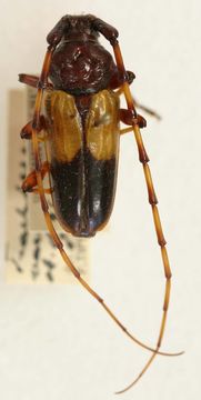 Image of <i>Andraegoidus variegatus</i> (Perty 1832)