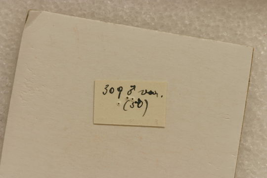 Image of <i>Andraegoidus variegatus</i> (Perty 1832)