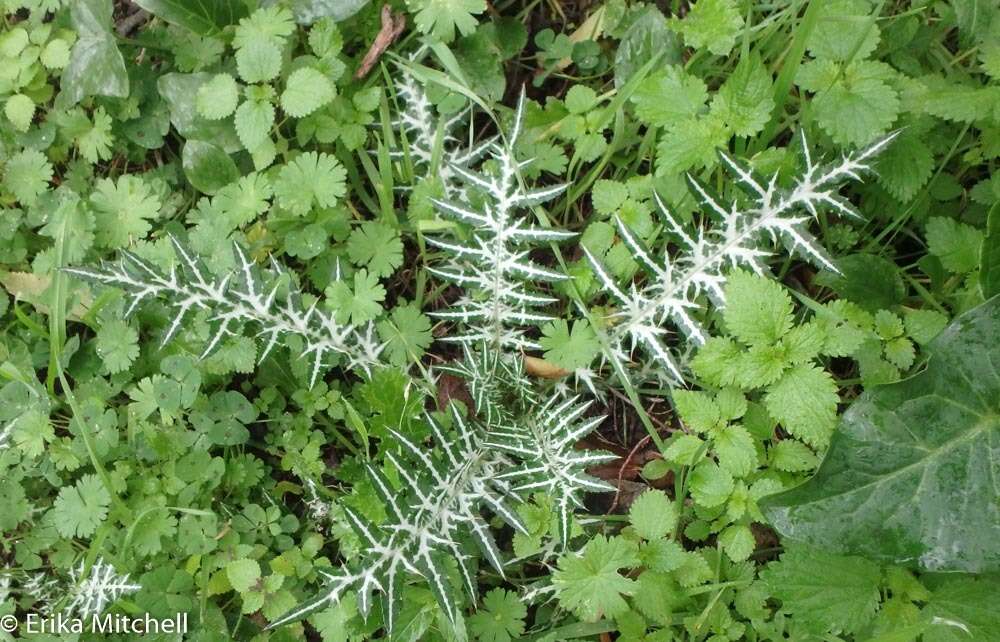 Galactites tomentosa Moench的圖片