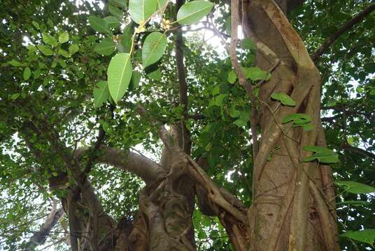 Image of Ficus amplissima Sm.