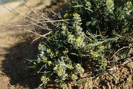 Слика од Alyssum hirsutum M. Bieb.