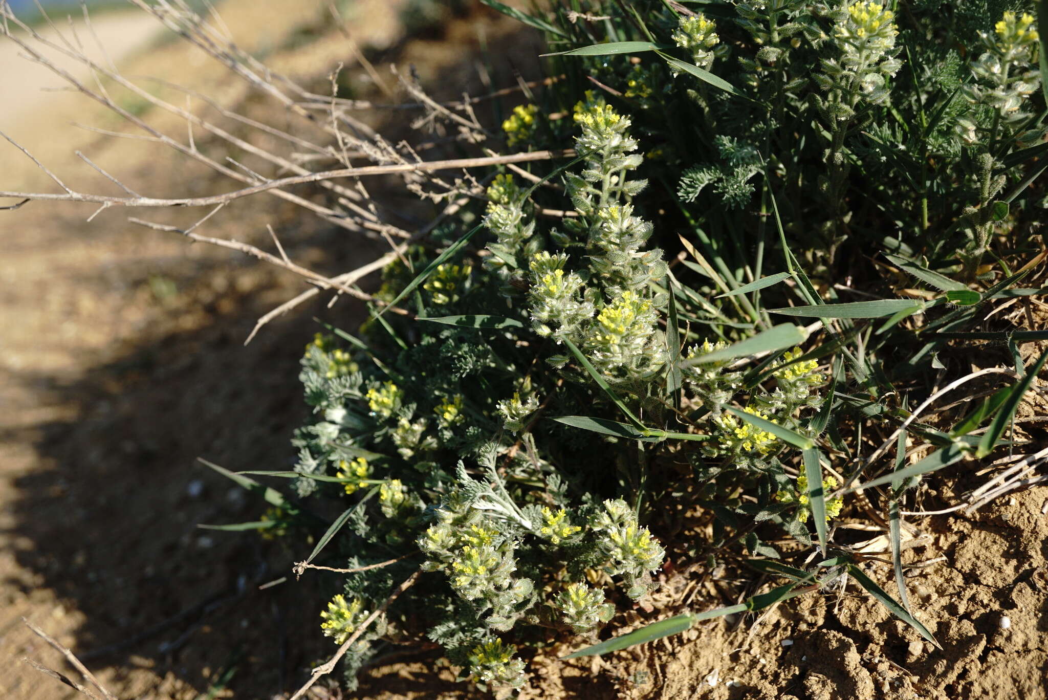 Image of Alyssum hirsutum M. Bieb.