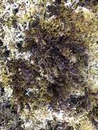 Image of Sargassum agardhianum