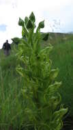 Слика од Habenaria lithophila Schltr.