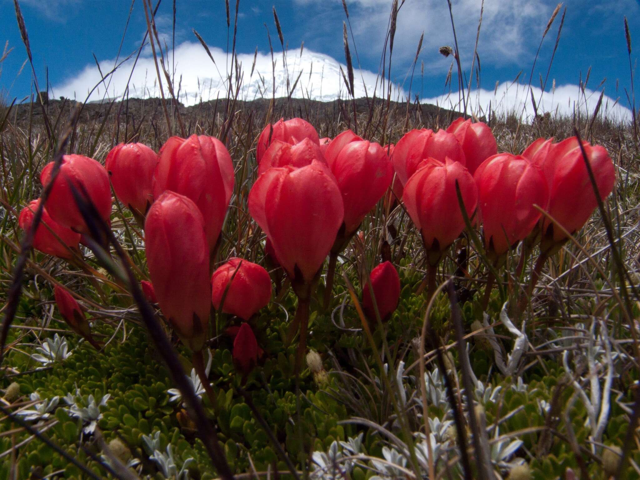 Image of Gentianella rupicola (Kunth) Holub