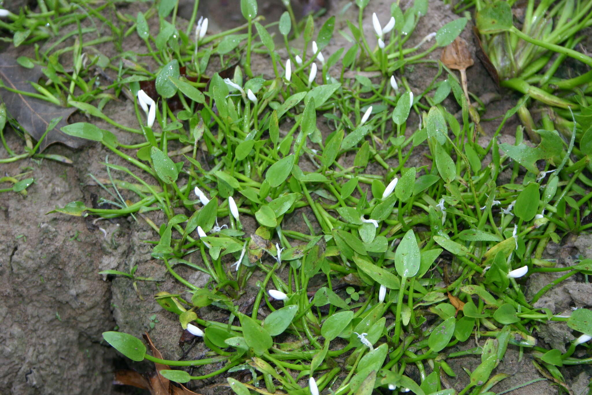 Heteranthera limosa (Sw.) Willd. resmi