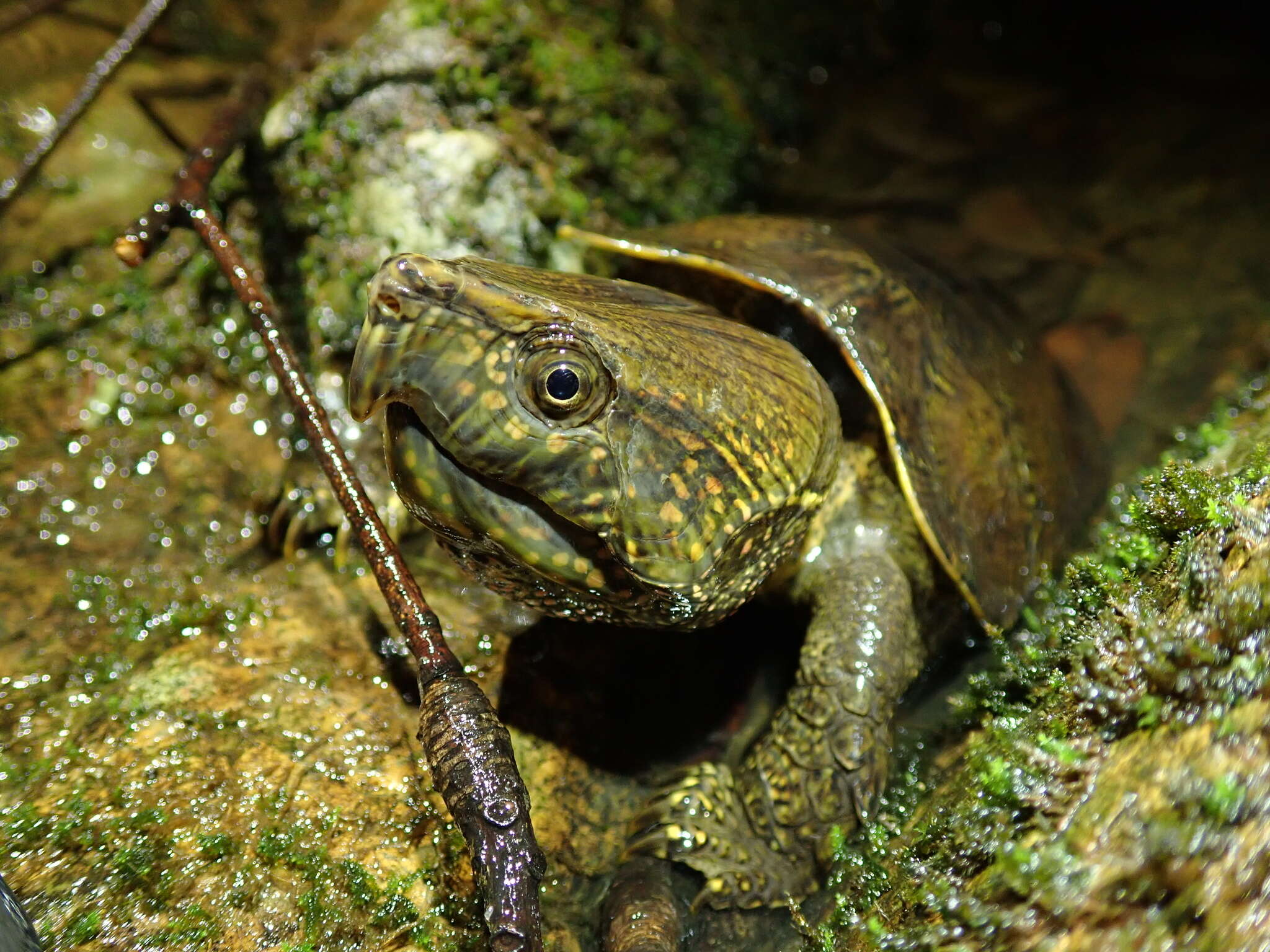 Image of Big-headed Turtle