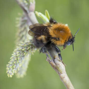 Image de Bombus schrencki Morawitz 1881