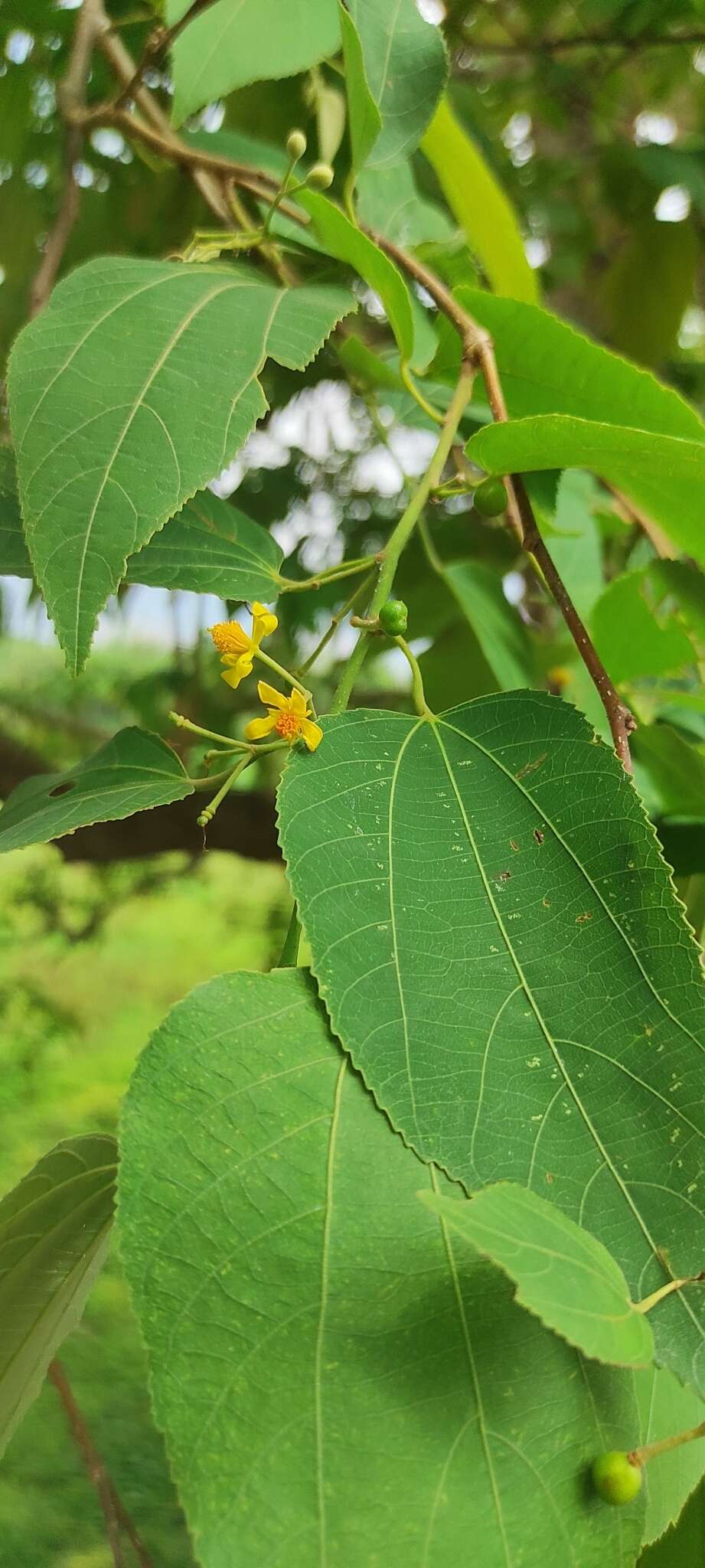 Sivun Grewia tiliifolia Vahl kuva