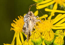 Image of varied coronet