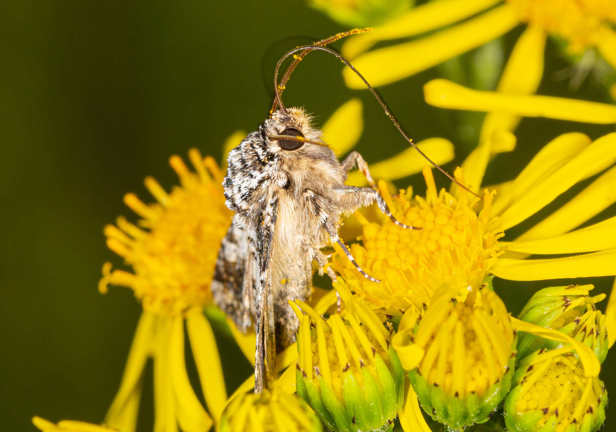 Image of varied coronet