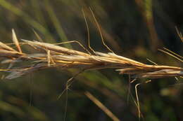 صورة Helictochloa compressa (Heuff.) Romero Zarco