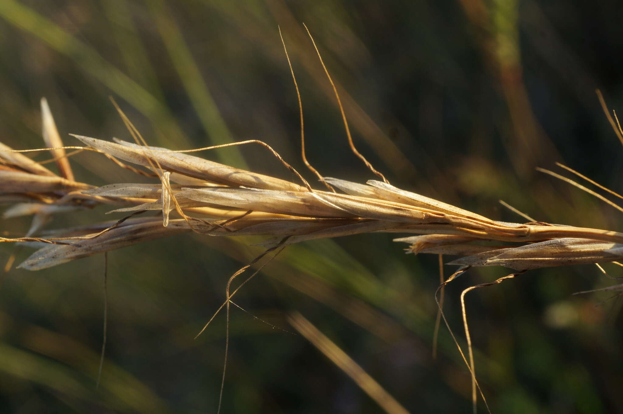 صورة Helictochloa compressa (Heuff.) Romero Zarco