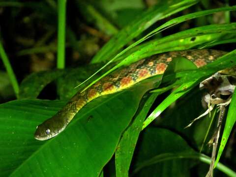 Image of Red-sided Keelback Water Snake