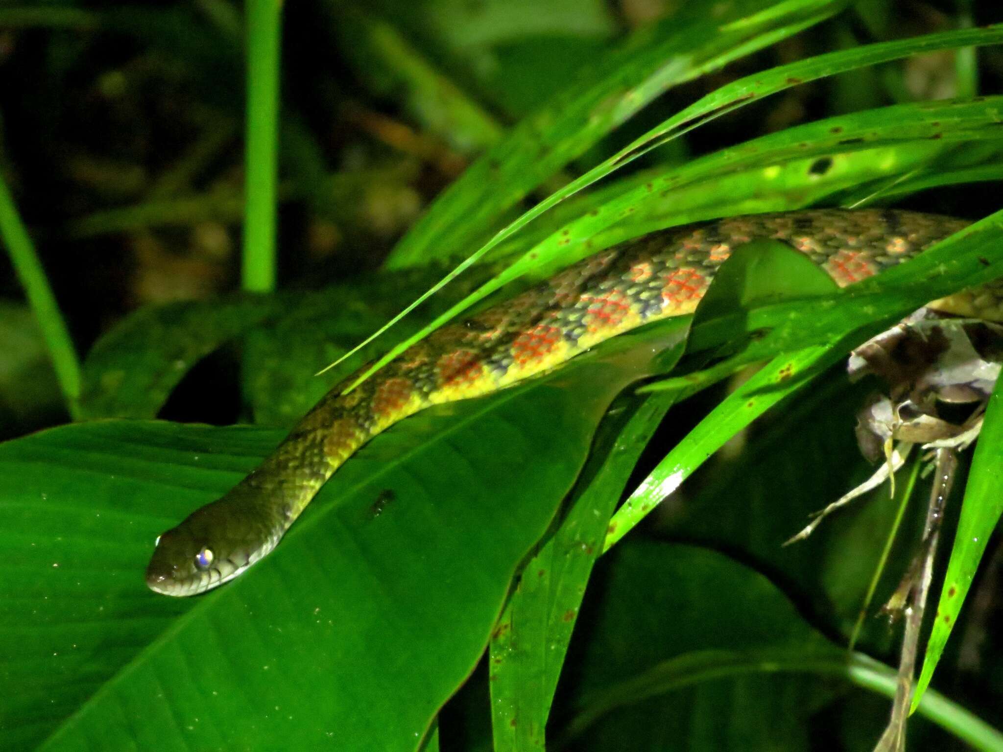 صورة Xenochrophis trianguligerus (F. Boie 1827)