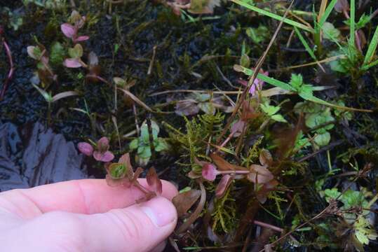 Image of American speedwell