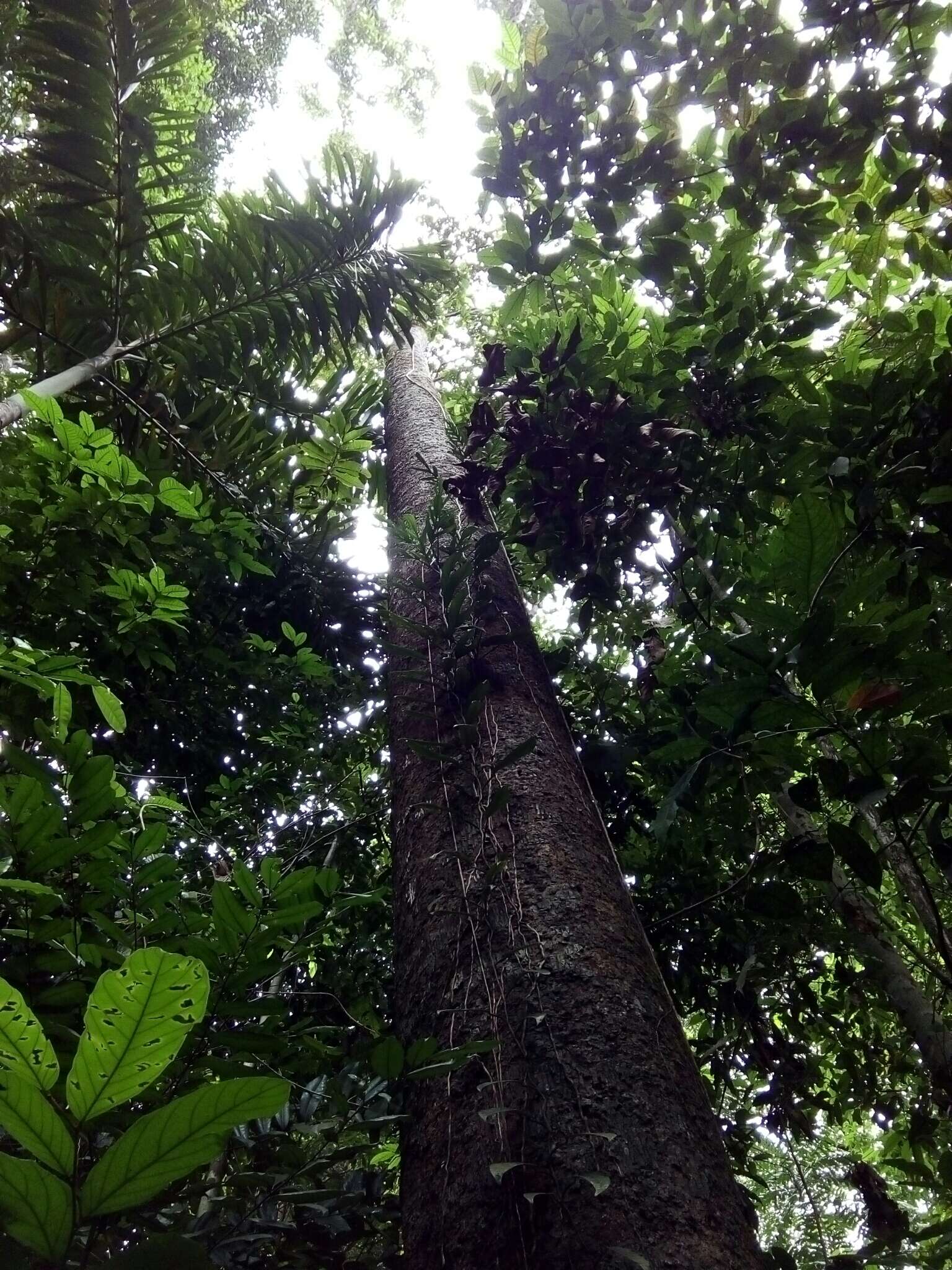 Sivun Virola chrysocarpa kuva