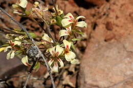 Image of Pelargonium grenvilleae (Andr.) Harv.