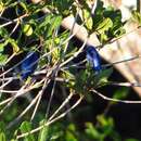 Image of White-bellied Dacnis