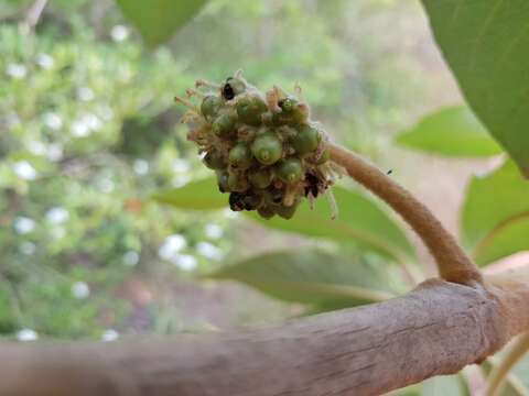 Image of Vitex waterlotii Danguy