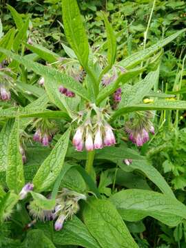 Image of Symphytum officinale subsp. officinale