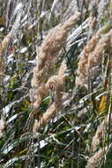 Image of Calamagrostis extremiorientalis (Tzvelev) Prob.