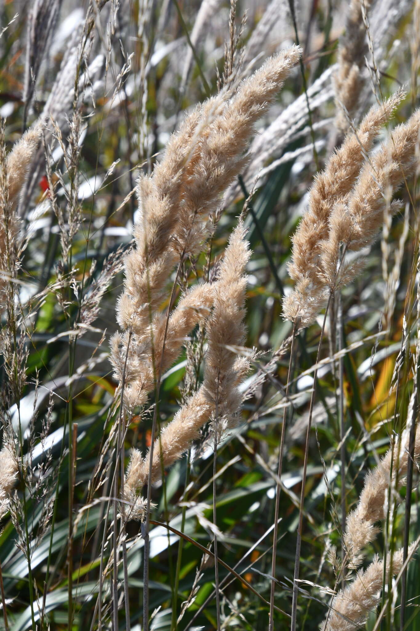 Image of Calamagrostis extremiorientalis (Tzvelev) Prob.