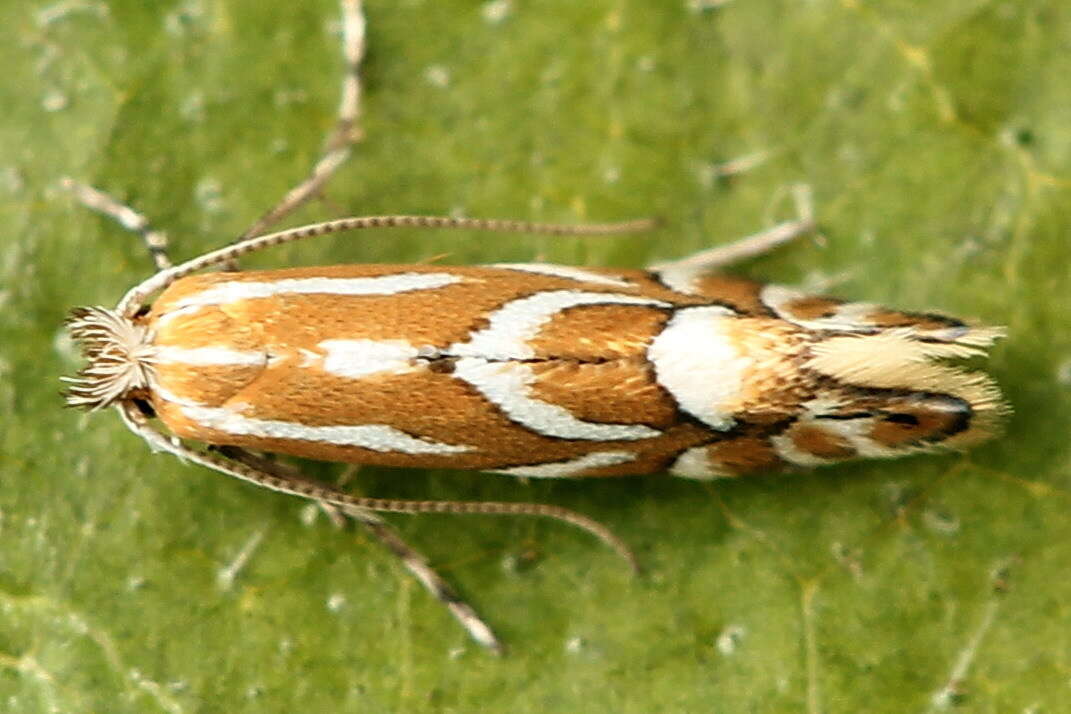 Image of Phyllonorycter cerasicolella (Herrich-Schäffer 1855)