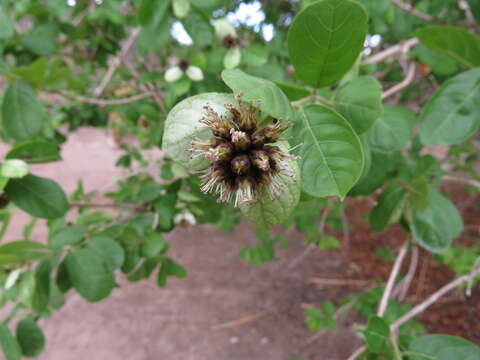 Image de Combretum obovatum F. Hoffm.