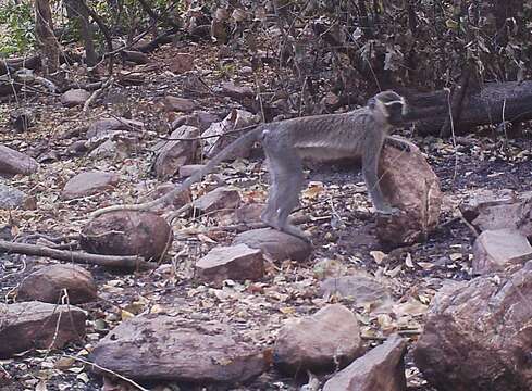 Image of Tantalus Monkey