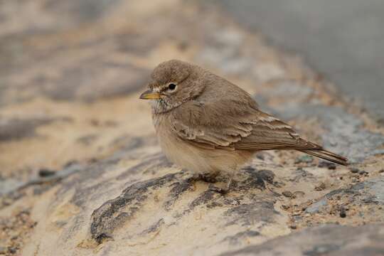 Image of Desert Lark