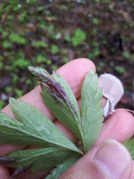 Слика од Synchytrium anemones (DC.) Woronin 1868