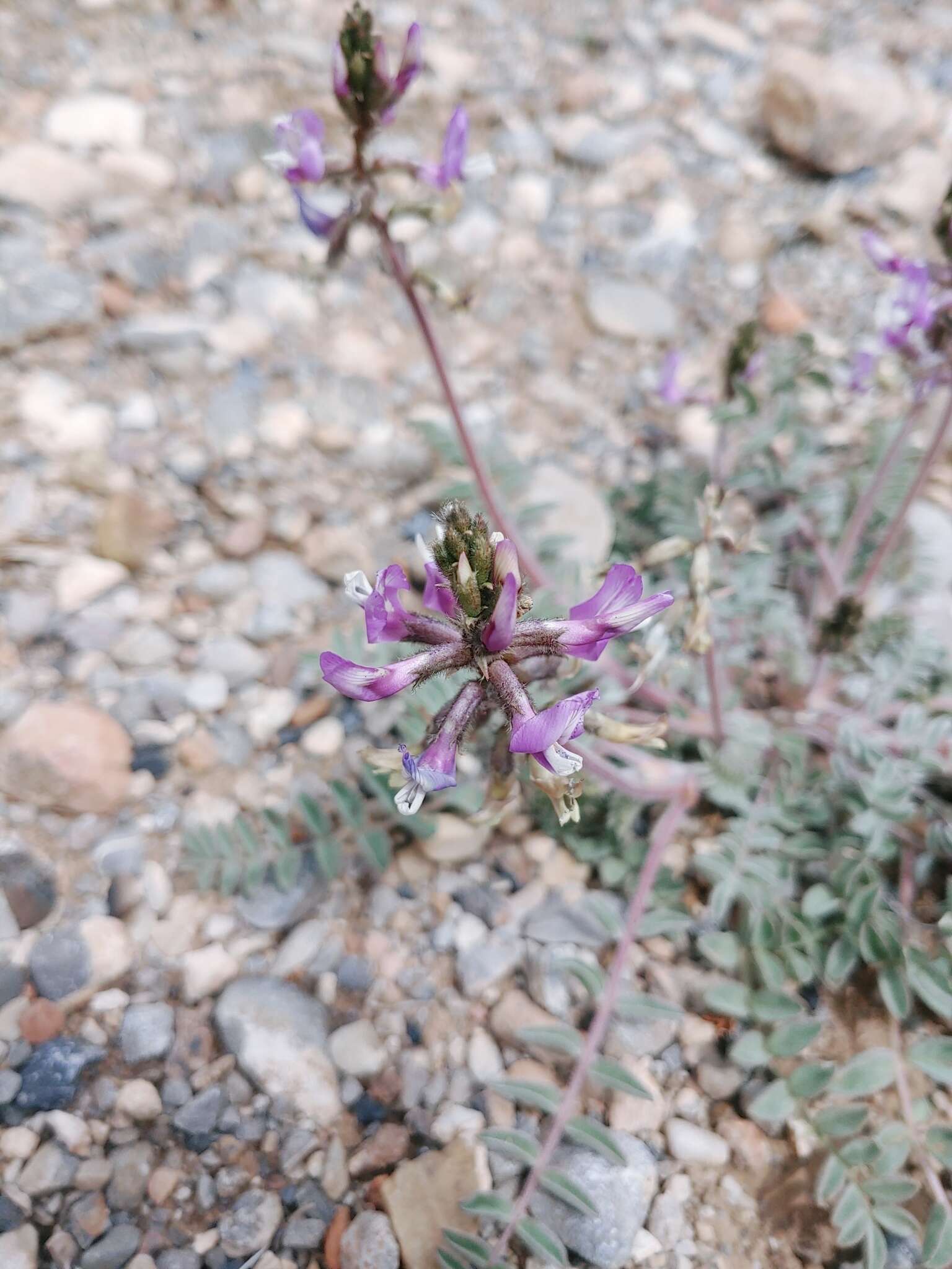 Image of Minthorn's milkvetch