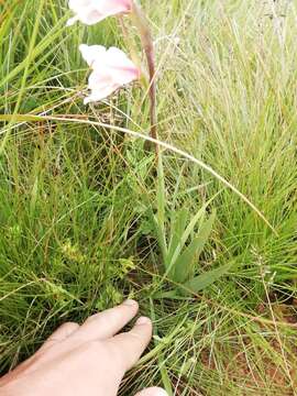 Image of Gladiolus exiguus G. J. Lewis