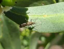 صورة Aedes camptorhynchus (Thomson 1869)