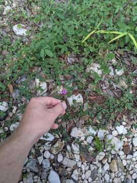 Image of Texas lespedeza