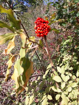 Image of Arisaema serratum var. serratum