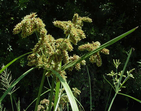 Image of Fox-Tail Flat Sedge