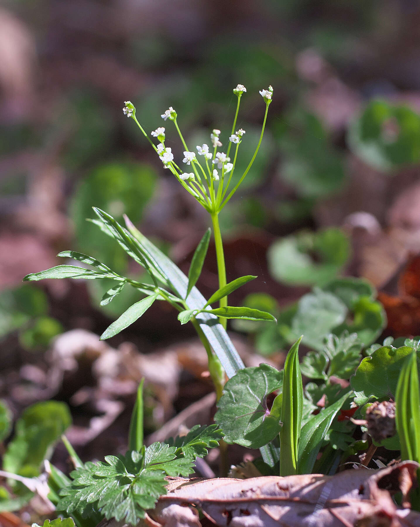 Pternopetalum tanakae (Franch. & Sav.) Hand.-Mazz.的圖片