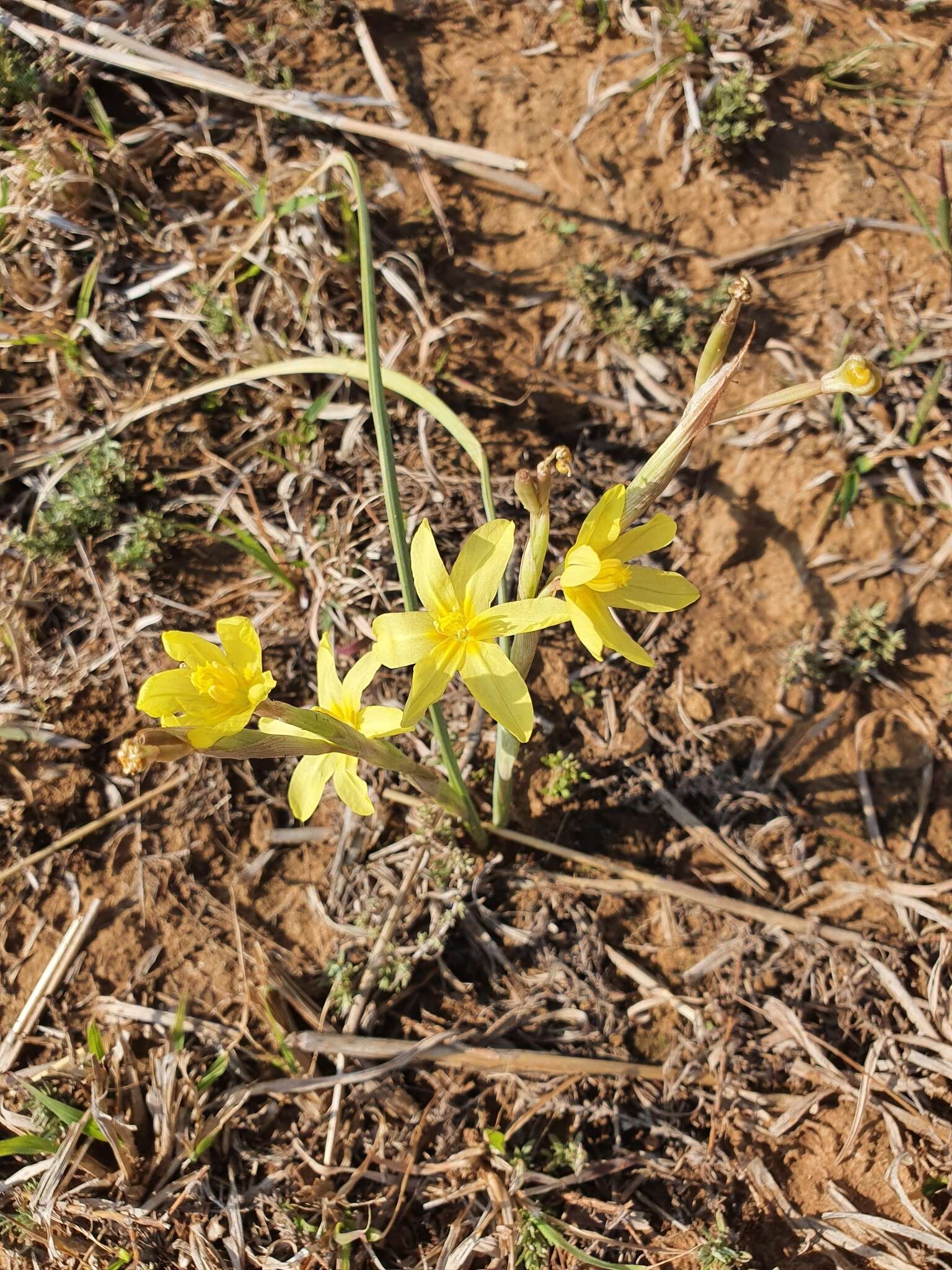 Image of yelow tulip