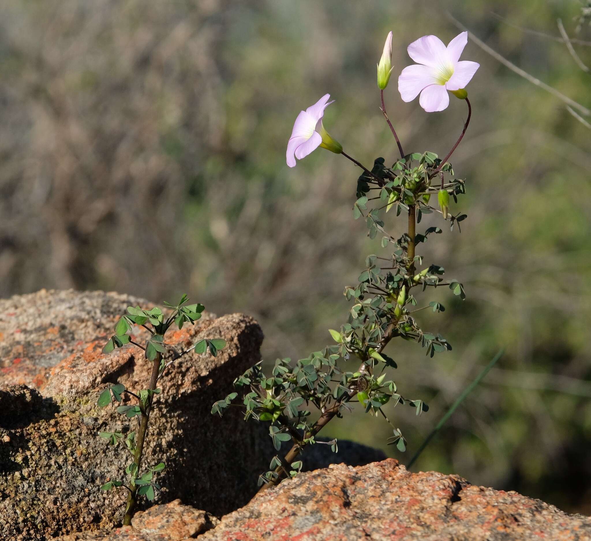 Sivun Oxalis comosa E. Mey. ex Harv. & Sond. kuva