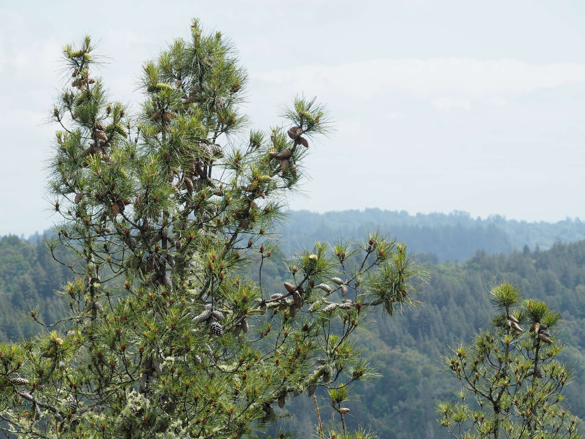 Imagem de Pinus attenuata Lemmon