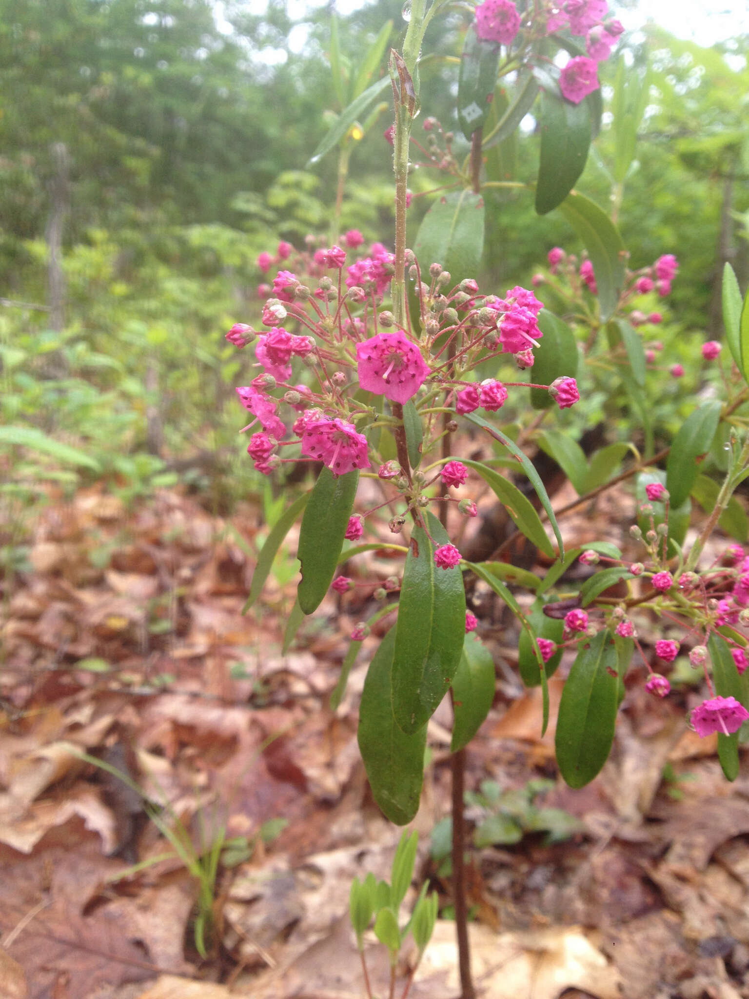 Image of sheep laurel