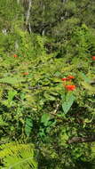 Слика од Ipomoea cholulensis Kunth